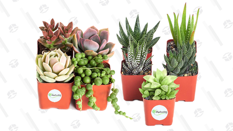 Shop Succulents Good Juju Collection, Pack of 4 | $12 | AmazonShop Succulents Aloe Plants, Pack of 5 | $12 | Amazon